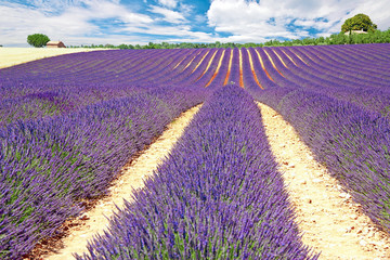 Obraz na płótnie Canvas Provence - Plateau de Valensole