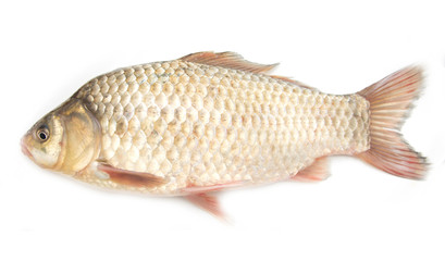 crucian carp on white background