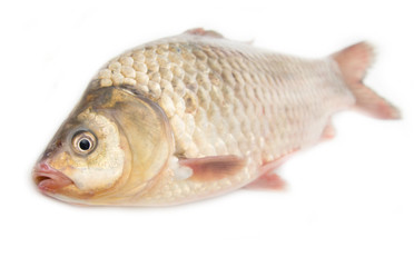 crucian carp on white background