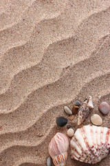Beach with a lot of seashells background