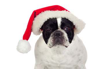 Beautiful french bulldog with christmas hat