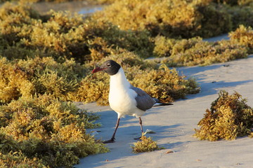 Seagull in the seaweed looking for food