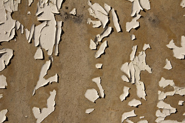 Wooden board with an old white paint as a background