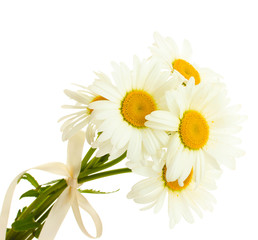 Fototapeta premium Fresh daisy bouquet with cream ribbon, natural beauty and floral arrangement, isolated on white background