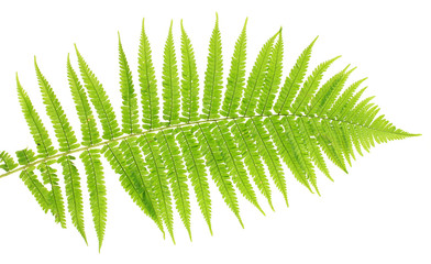 Fern on white background close-up