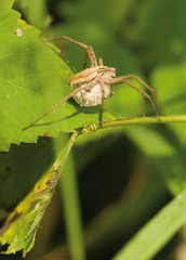 Pisaura mirabilis
