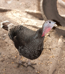 turkey on the farm