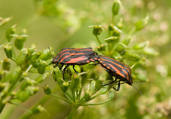 Graphosoma lineatum