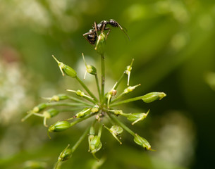 Ant