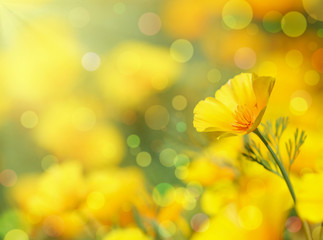 Naklejka premium California Golden Poppy