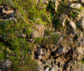 moss on the concrete .