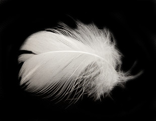 feather on the black background