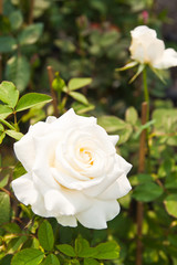 Beautiful white roses on tree