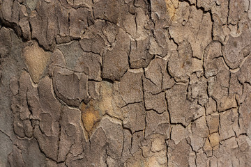 tree bark in the background