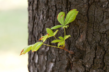 Blatt vom Kastanienbaum