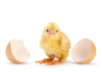 Newborn chicken © Leonid Nyshko