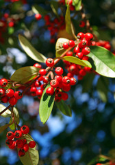 red berries