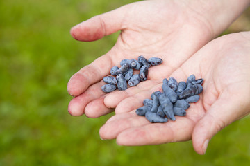 Female hands holding honeysuckle