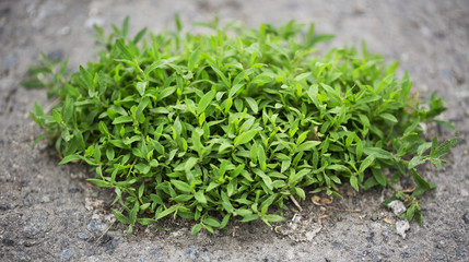 Obraz premium Piece of grass on the ground