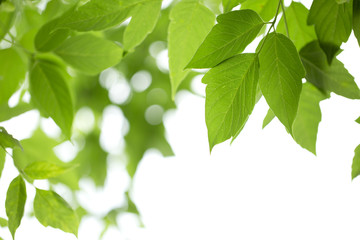 Naklejka na ściany i meble Young green leaves in summer morning