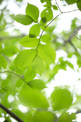 Fototapeta na wymiar Young green leaves in summer morning