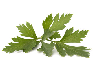 Sweet parsley leaves