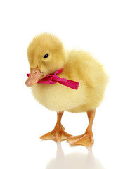 Duckling with ribbon isolated on white