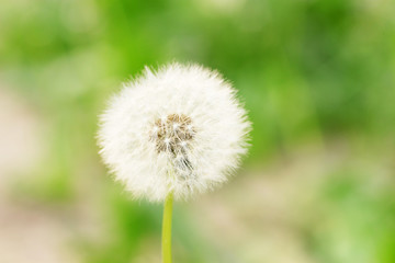 white dandelion on green background