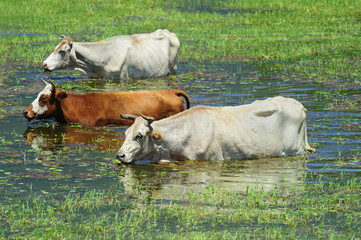 cattle in water