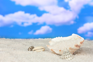 Obraz na płótnie Canvas Sól morska z muszli na tle nieba z bliska