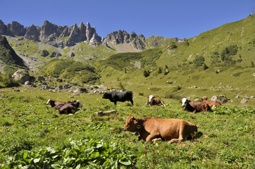 Fototapeta na wymiar krowy alps