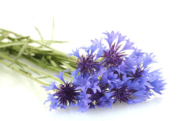 cornflowers isolated on white