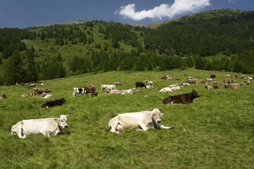 Fototapeta premium mucche