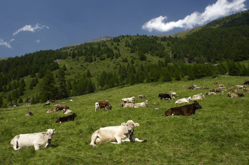 Obraz premium mucche