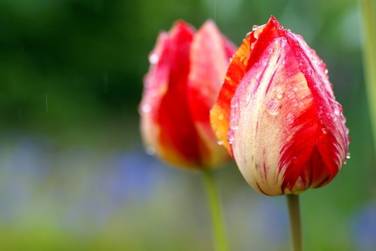 雨降りのチューリップ