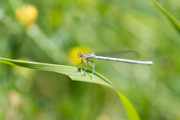Common Bluetail Damselflies Mating (Ischnura heterosticta)