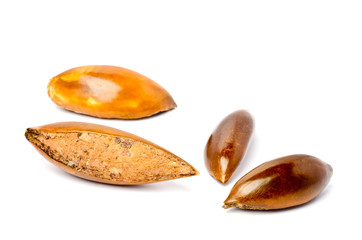 Sapote or Mamey Seeds