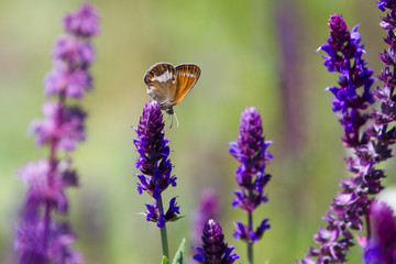 Orange and grey Coenonympha glycerin Butterfly, purple flower