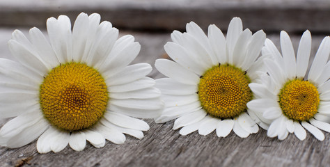 Obraz premium gros plan sur trois marguerites