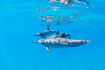 Fototapeta premium Dolphins Underwater
