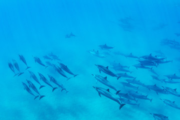 Naklejka premium Dolphins Underwater