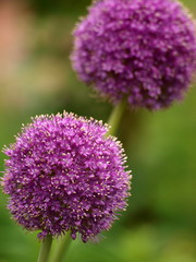 Allium