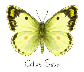 Butterfly Colias Erate. Watercolor imitation.