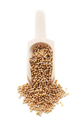 Spice Series - Mustard Seeds