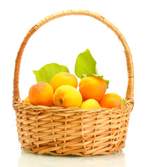 ripe apricots with green leaves in basket isolated on white