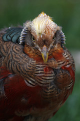 (zerrupfter) Goldfasan