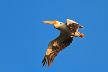 white pelican (pelecanus onocrotalus)