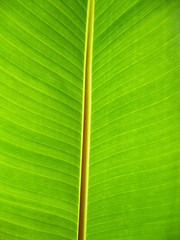 Banana leaf