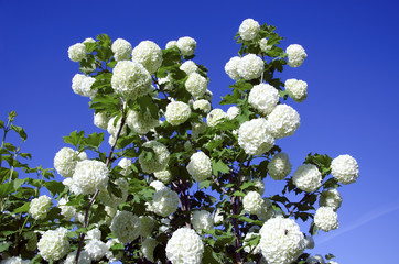 Snowball white blooms on blue sky. Viburnum opulus