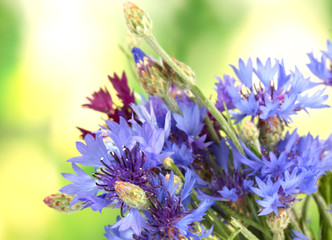 cornflowers on green background
